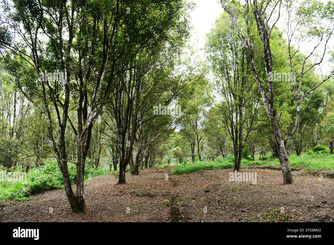 Clove trees indonesia hi-res stock photography and images - Alamy
