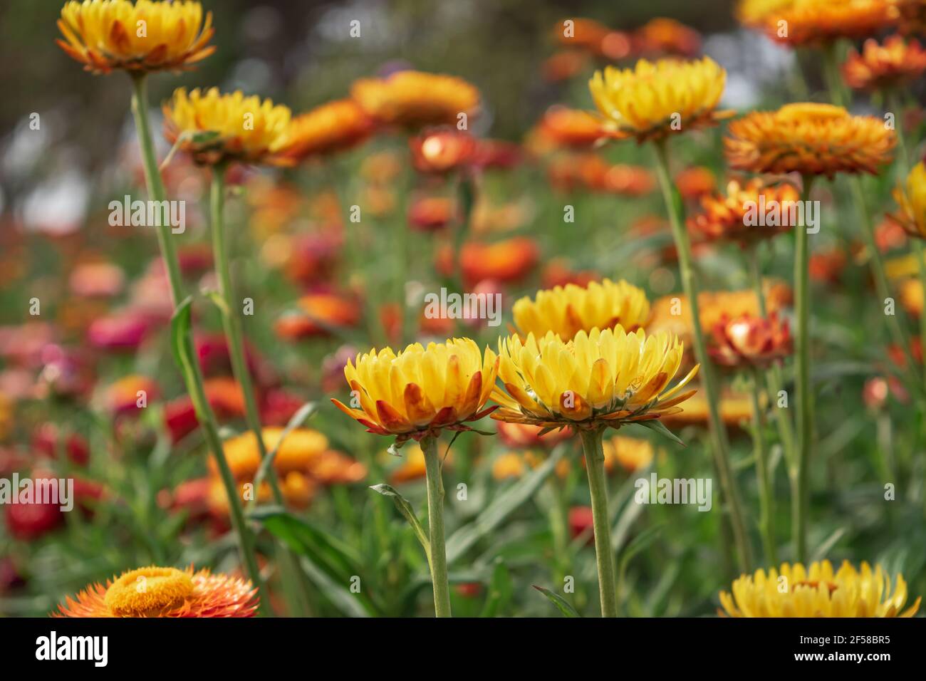 Straw flower hires stock photography and images Alamy