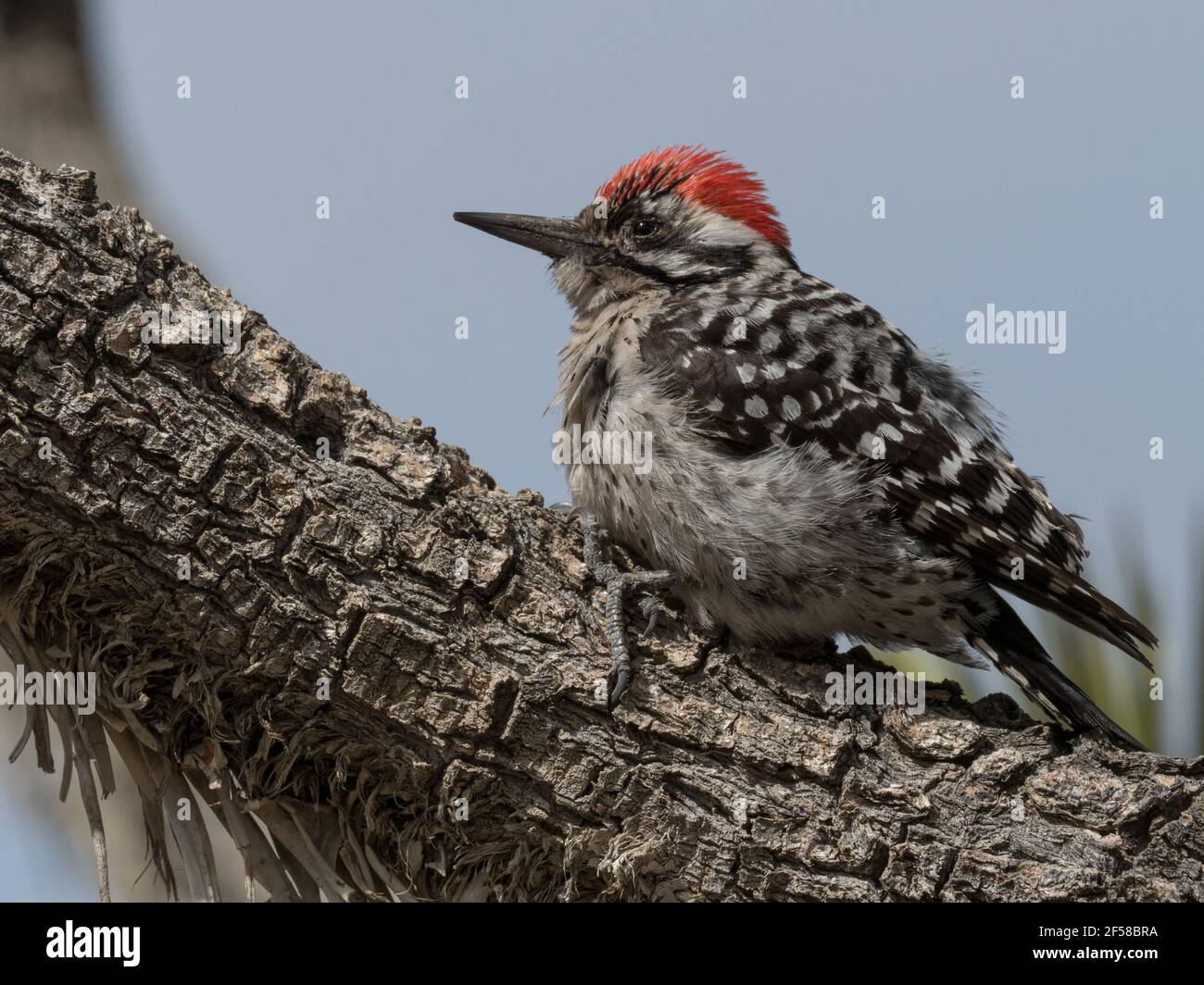 Ladder-backed woodpecker, Dryobates scalaris, in Mojave National Preserve, California, USA Stock Photo