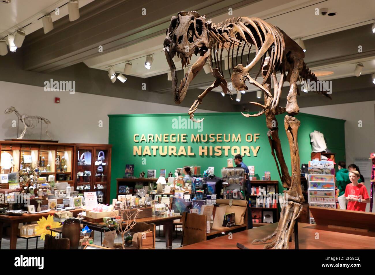 Gift shop inside of Carnegie Museum of Natural History with a dinosaur