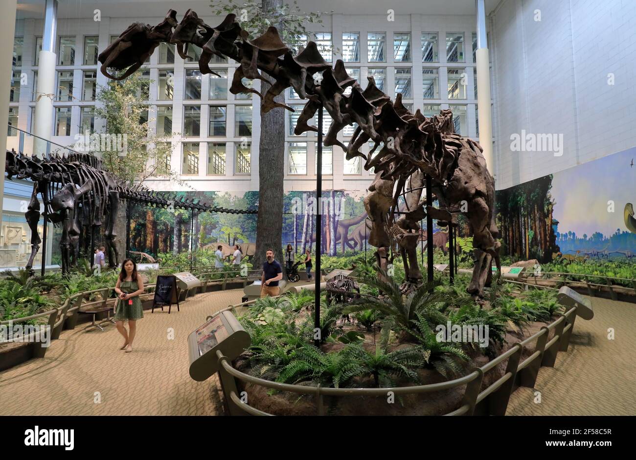 Skeletons of dinosaurs exhibit in Carnegie Museum of Natural History