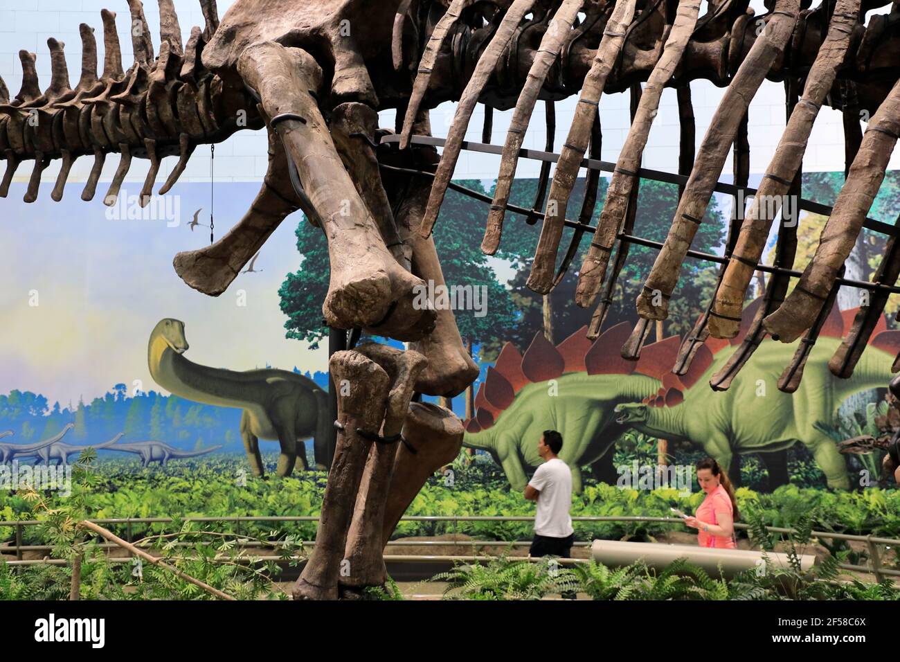 Skeleton of dinosaurs exhibit in Carnegie Museum of Natural History