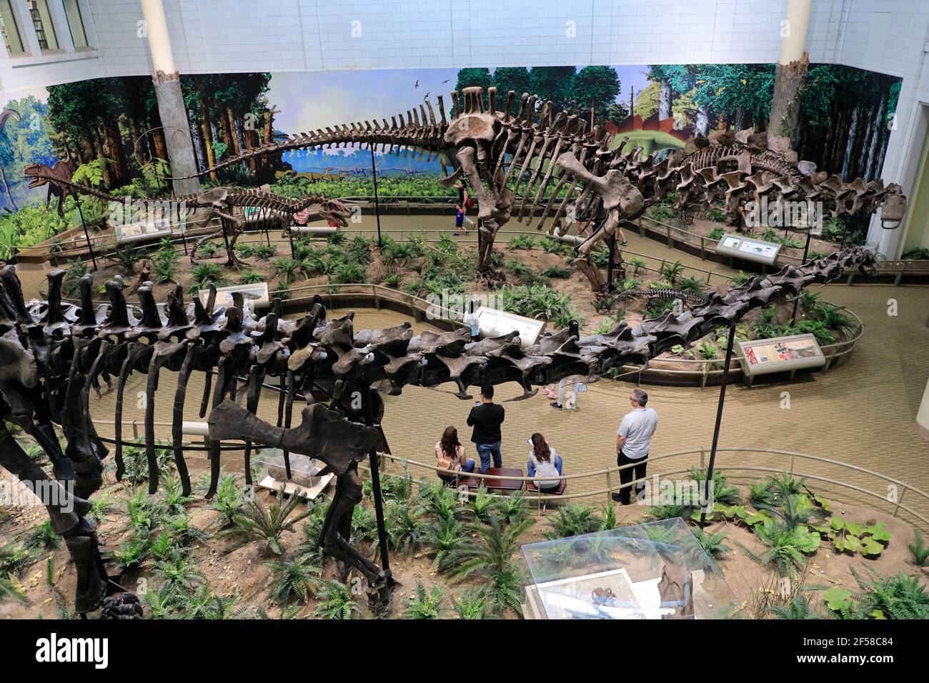 Skeletons of dinosaurs exhibit in Carnegie Museum of Natural History