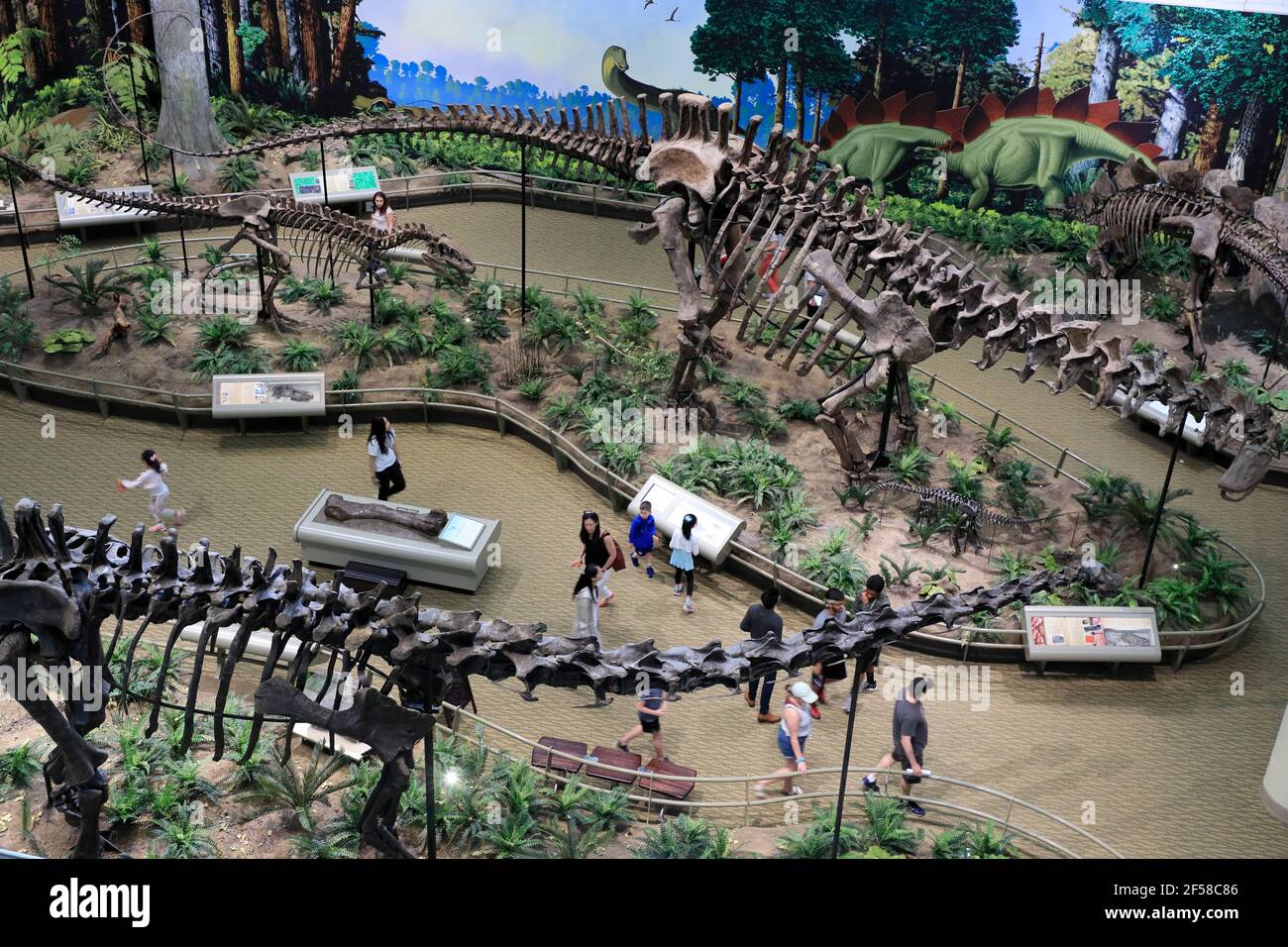 Skeletons of dinosaurs exhibit in Carnegie Museum of Natural History