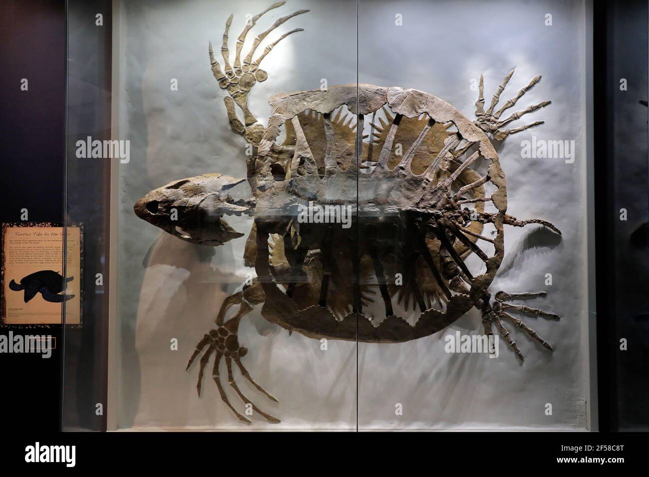 The skeleton of a Sea turtle (Protostega) exhibit in Carnegie Museum of Natural History. Pittsburgh.Pennsylvania.USA Stock Photo