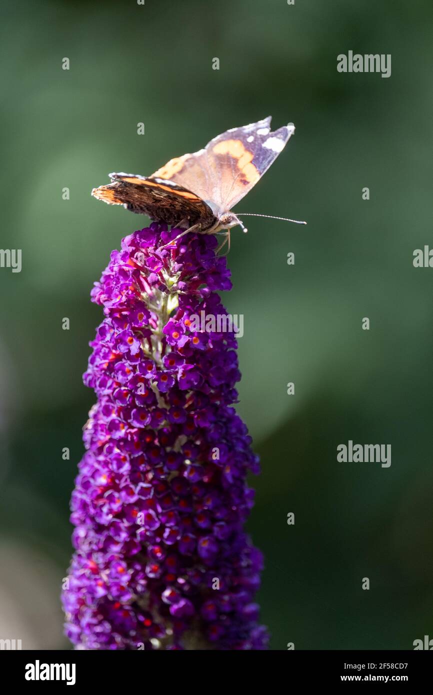Red Admiral, Vanessa atalanta, butterflies on Buddleja flower or butterfly bush. High quality photo Stock Photo