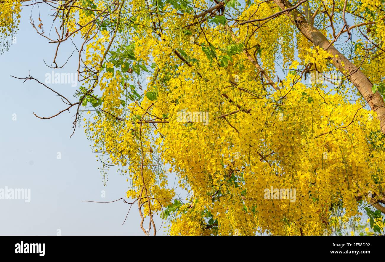 Beautiful Ratchaphruek or yellow flowers tree, Golden shower tree in nature under the light-blue sky, Golden shower tree is the National flower of Tha Stock Photo