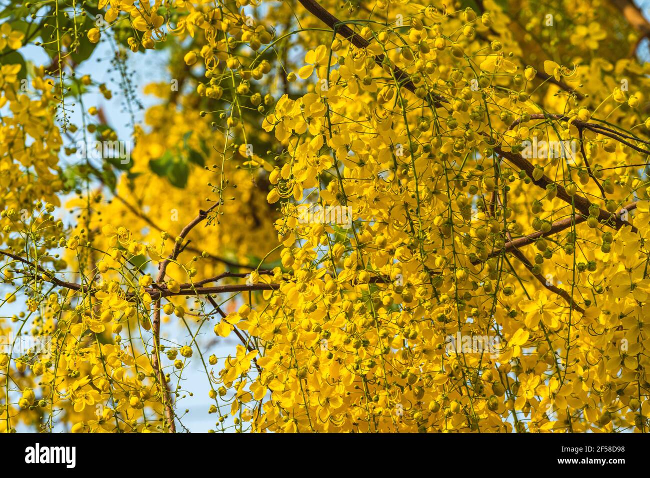 Beautiful yellow flowers in nature, close up Golden shower tree in nature, Golden shower tree is the National flower of Thailand. Stock Photo