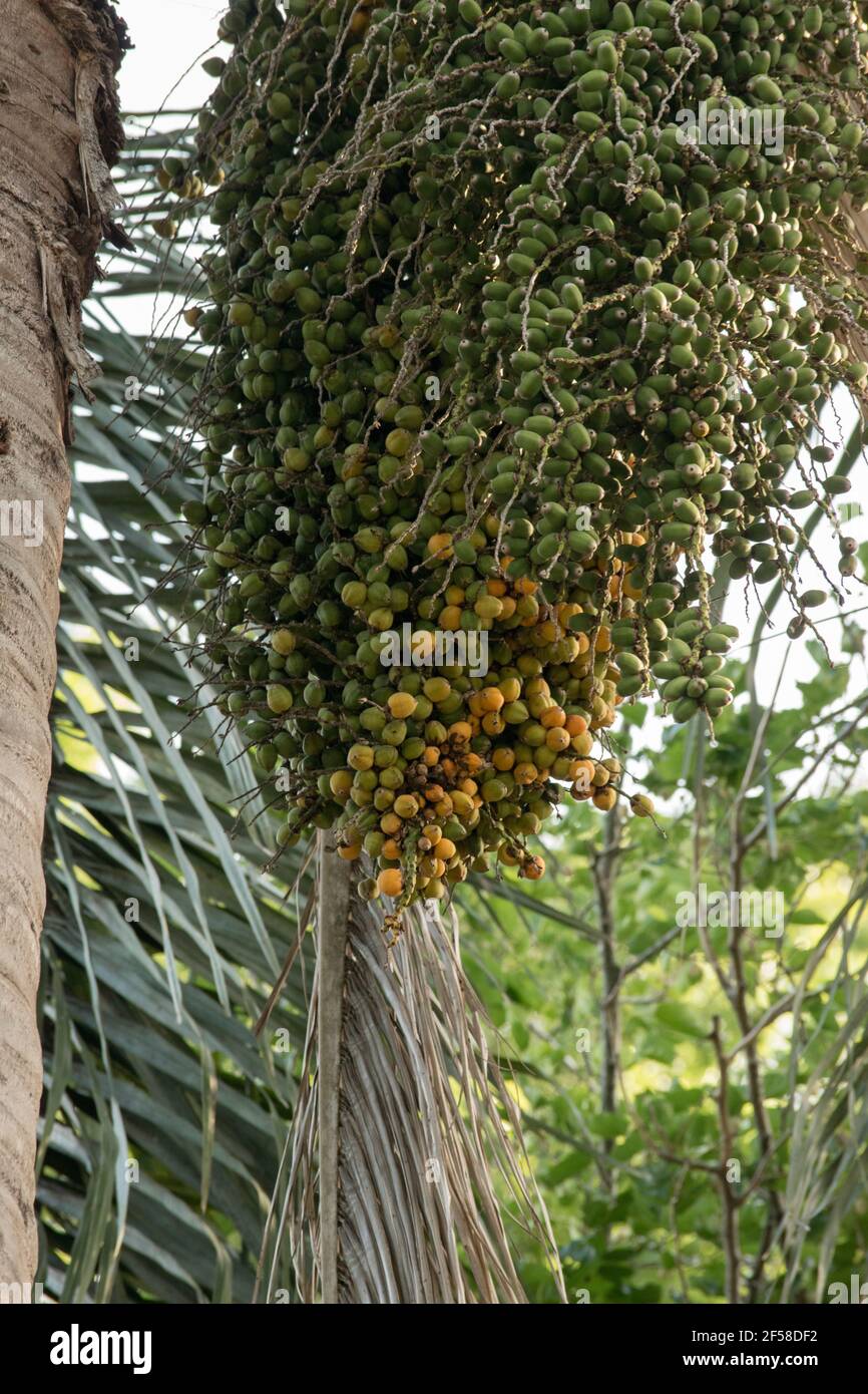 Tropical Palm Tree Fruit Bunch Hanging from Trunk Stock Photo