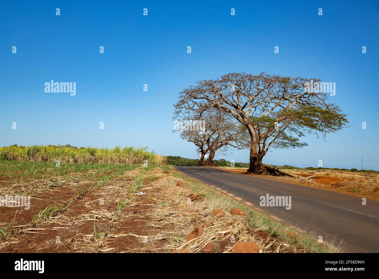 leafless tree along the road to Petite Riviere , Mauritius Stock Photo