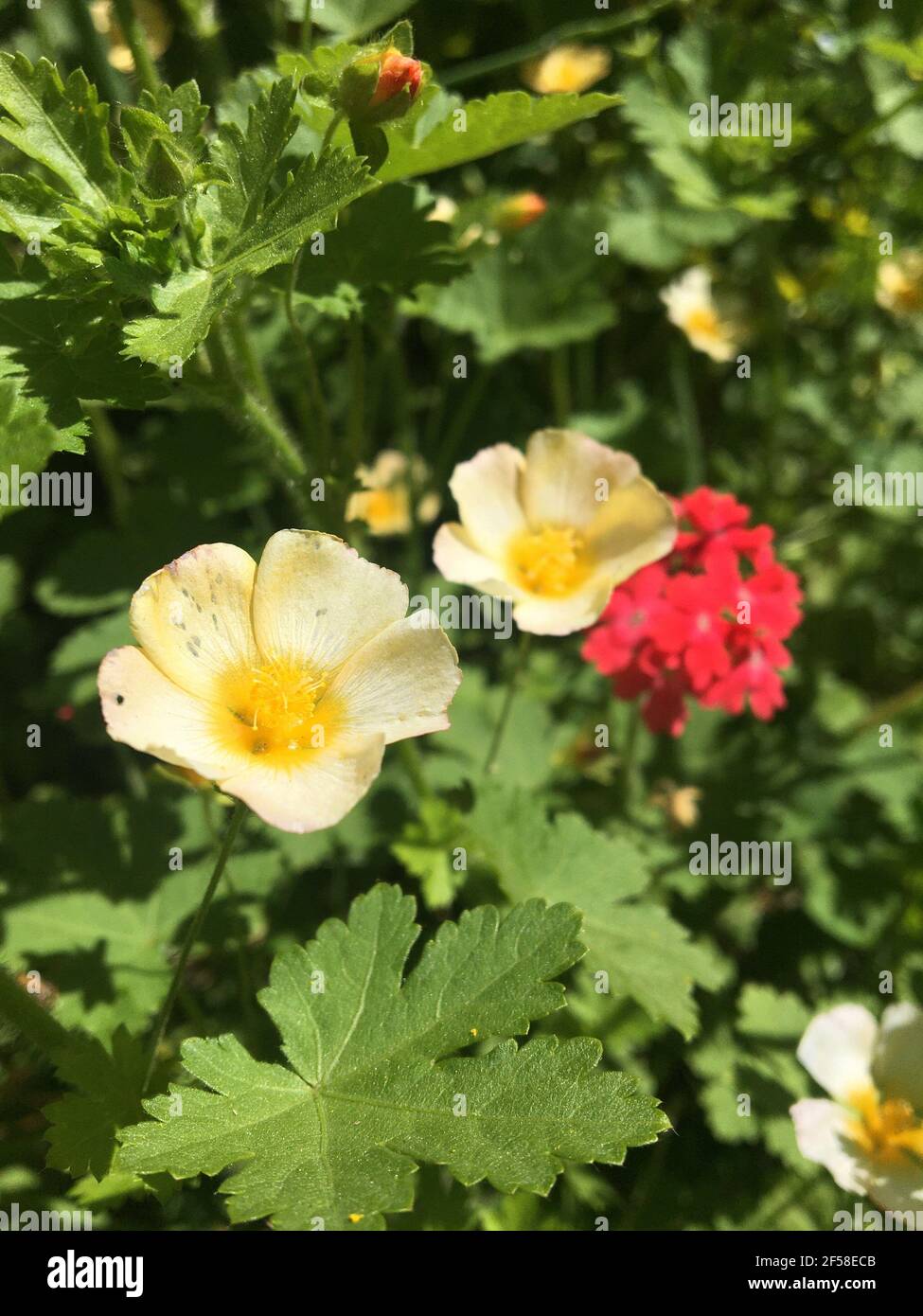 marshmallow plant Stock Photo Alamy