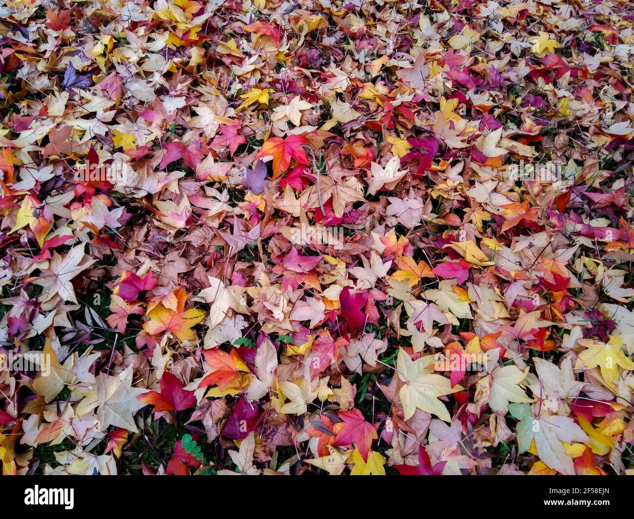 Autumn leaves of a maple tree. Stock Photo