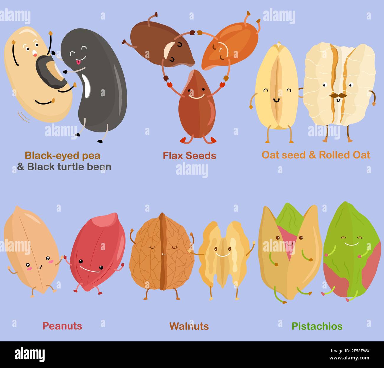 Vector of Bean, Nut, Seed Blackeyed pea, Black turtle bean, Flax