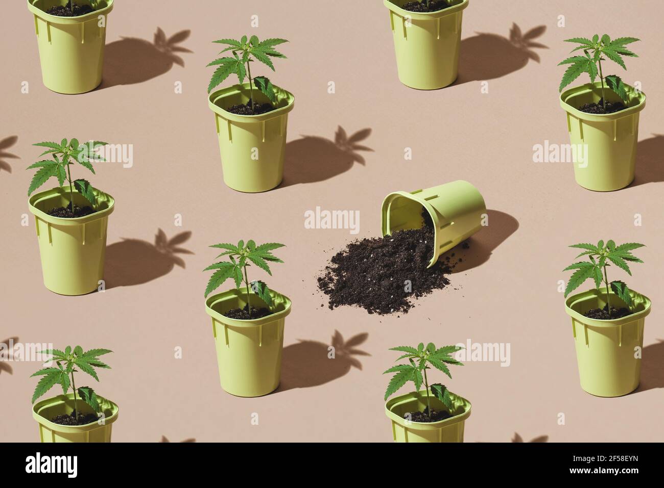 Plantation of marijuana, young bushes of hemp in pots with shadows from the sun. Trendy pattern, minimal Cannabis cultivation concept Stock Photo