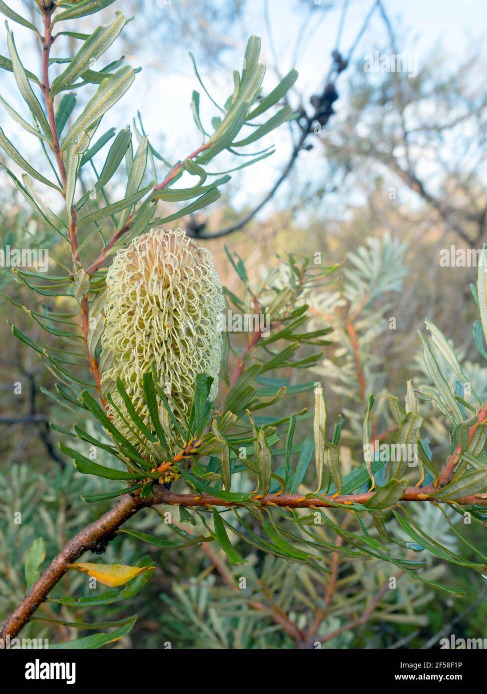 Winter Bbanksia flower in the Langwarrin Nature Reserve Stock Photo