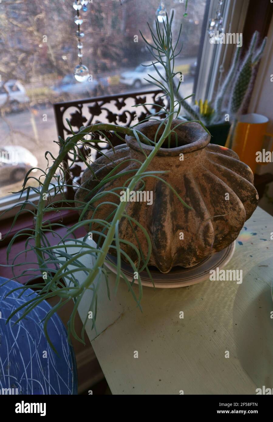 Plant Phototropism showing how plants bend towards sunlight Stock Photo