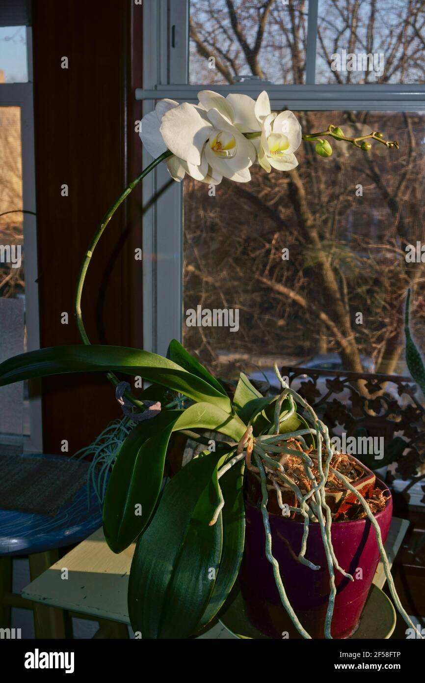 Plant Phototropism showing how plants bend towards sunlight. White
