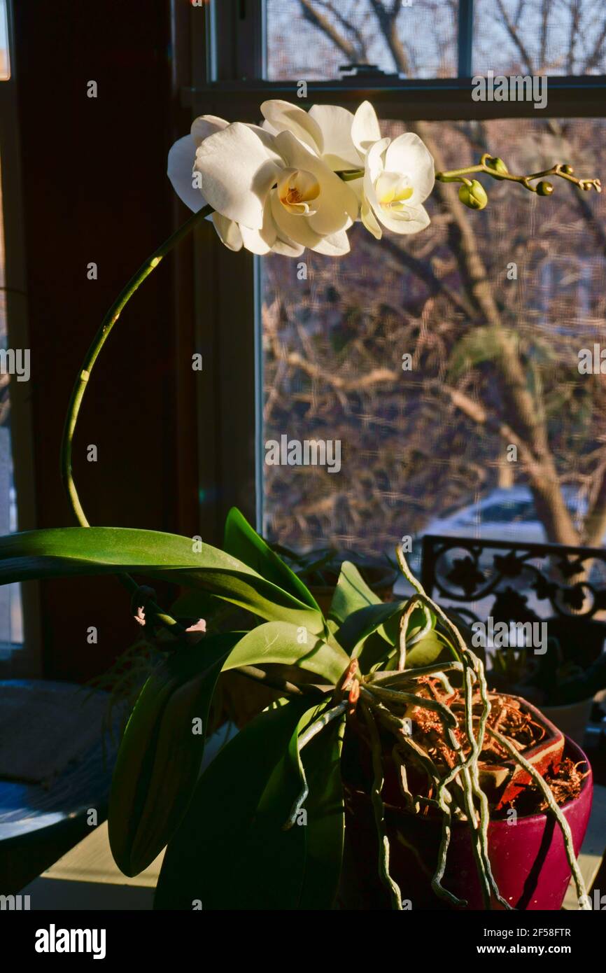 Plant Phototropism showing how plants bend towards sunlight. White