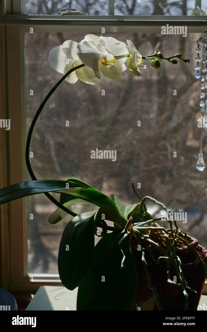 Plant Phototropism showing how plants bend towards sunlight. White