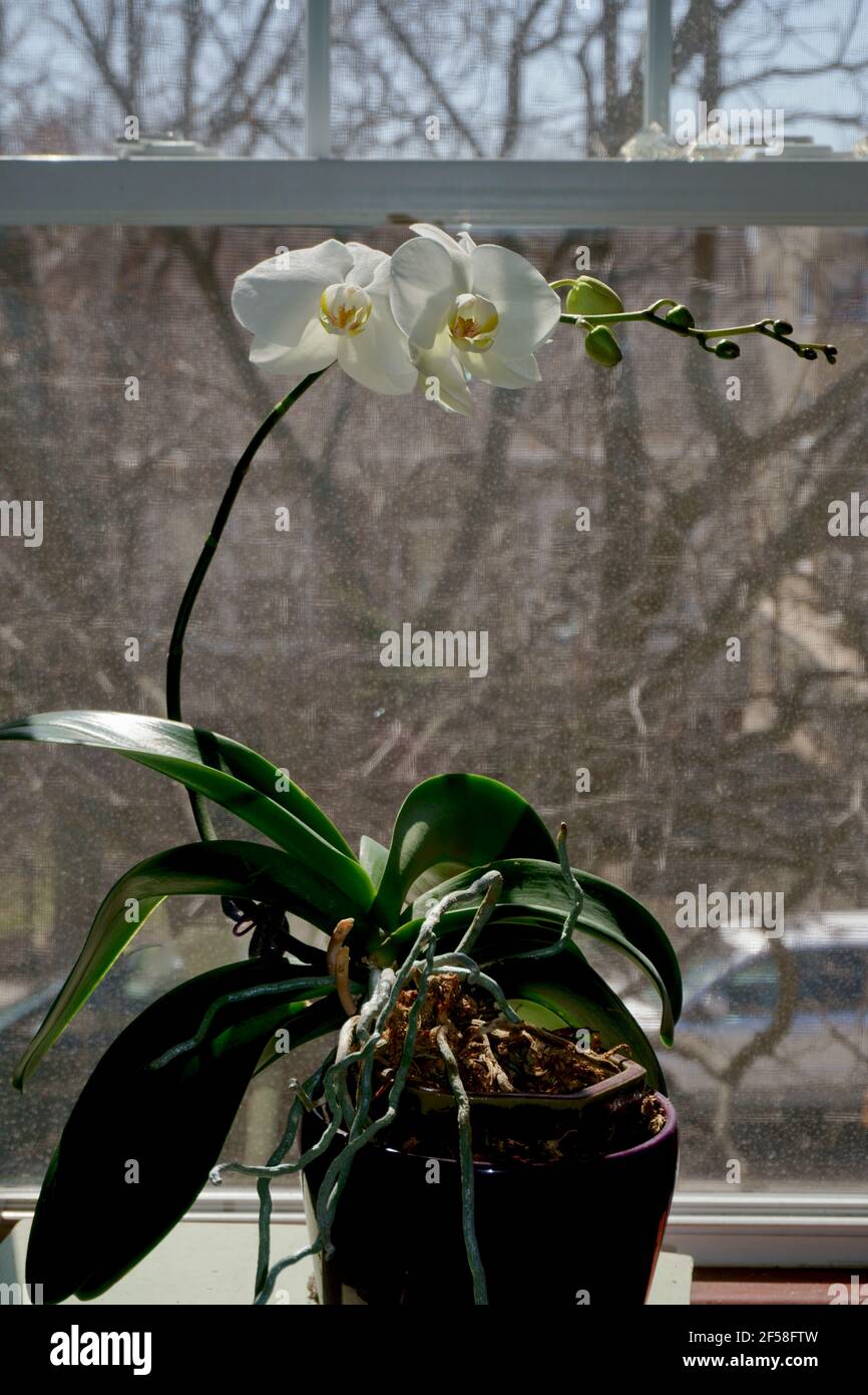 Plant bend light hires stock photography and images Alamy