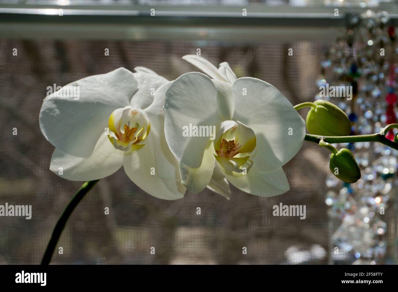 Plant Phototropism showing how plants bend towards sunlight. White