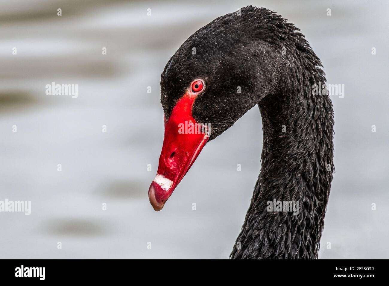 Swam Photo Example A very close up profile portrait of a black swam showing just the head ...