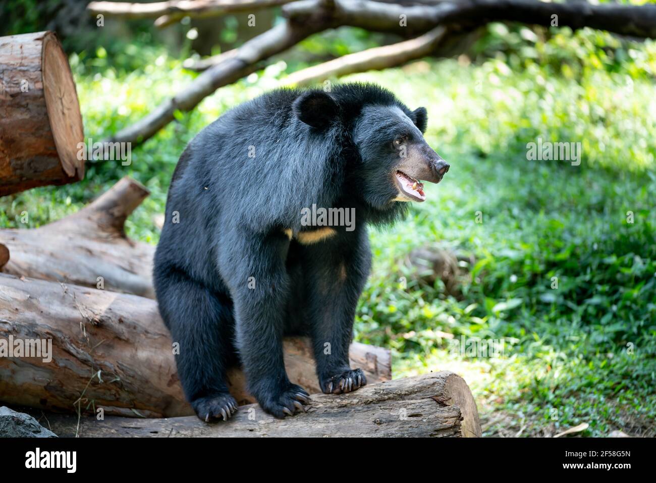 Growling grizzly bear hi-res stock photography and images - Alamy