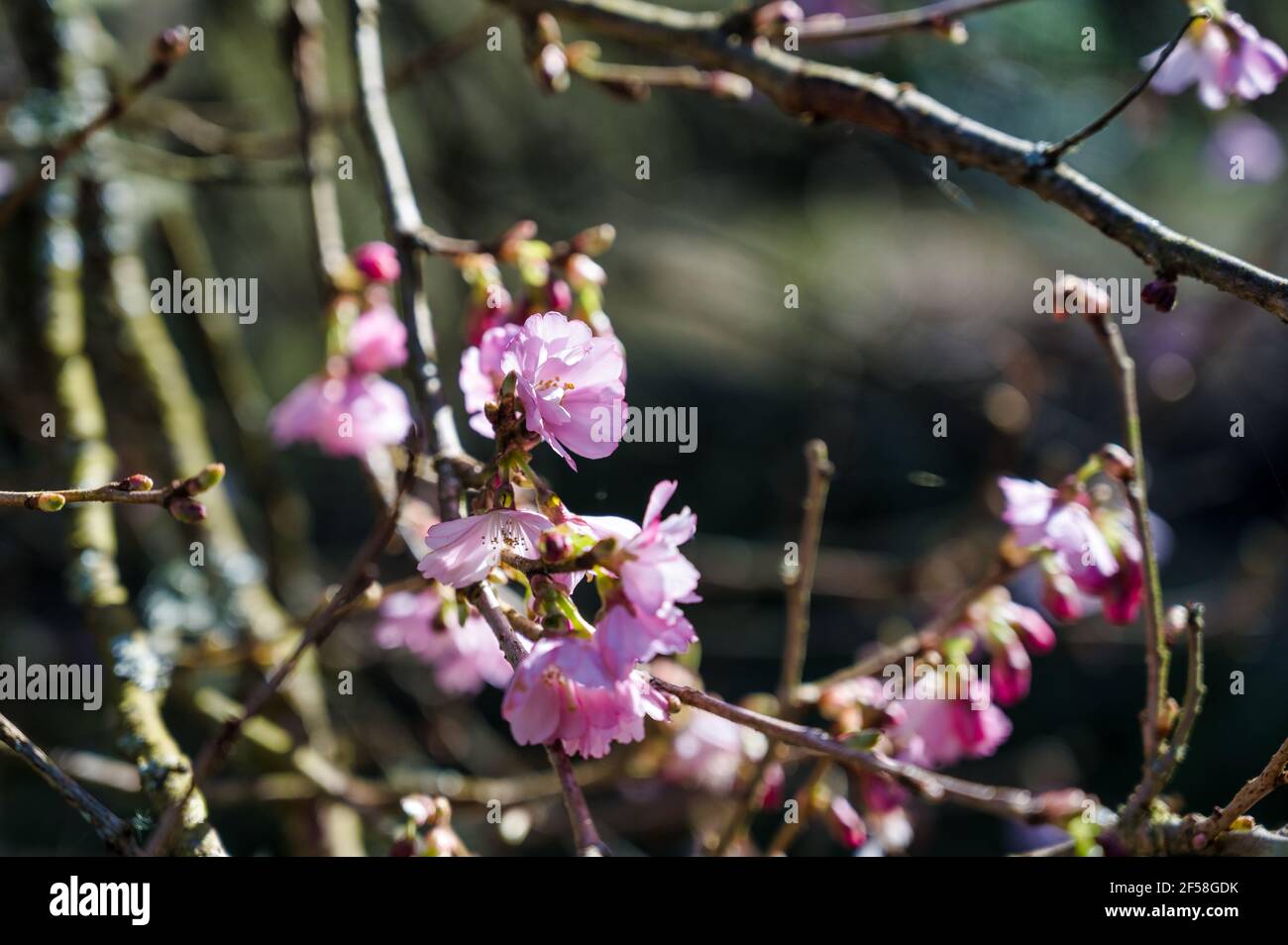 Cherry Blossoms blooming in early spring in Ireland Stock Photo