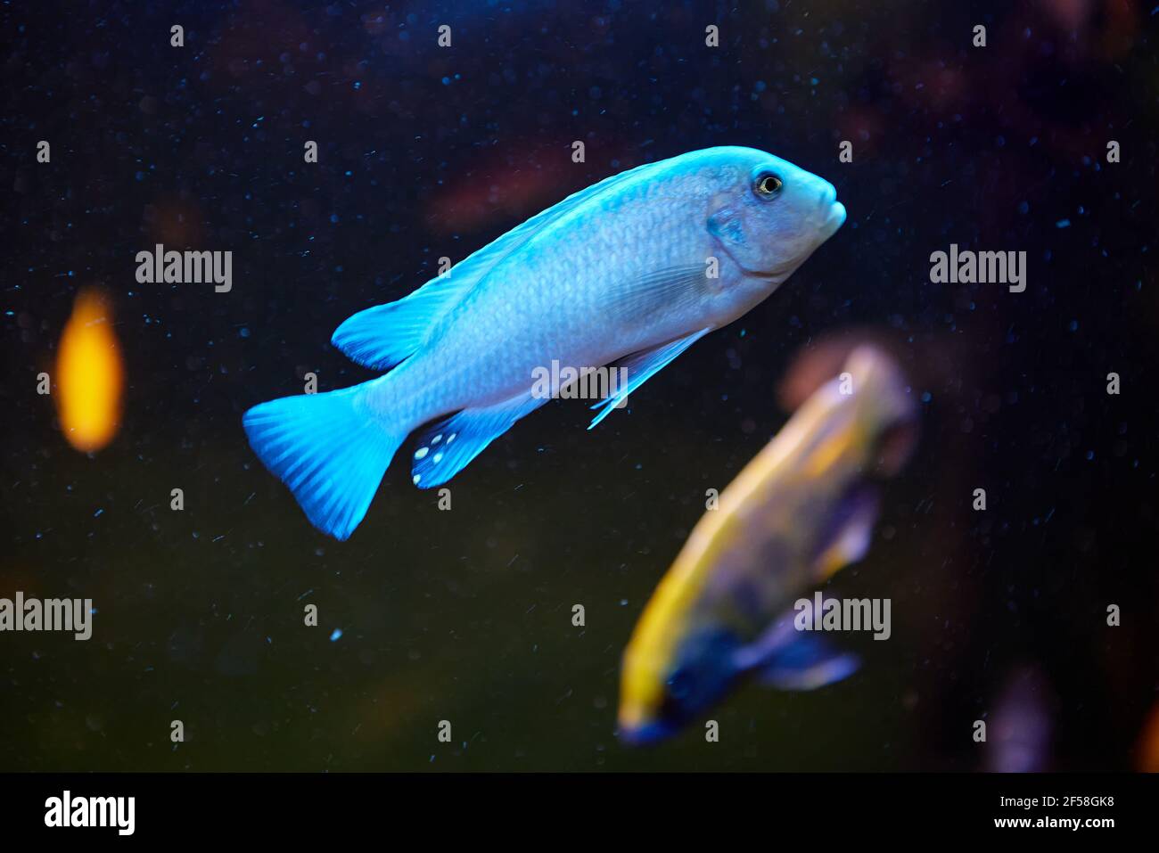 Fish tank with Blue Malawi Cichlids Sciaenochromis-genus haplochromine cichlids endemic to Lake Malawi in East Africa. Stock Photo