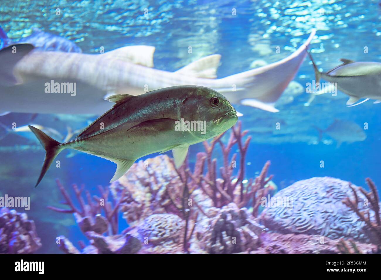 Caranx ignobilis or giant trevally, also known as lowly trevally is a large marine fish  distributed throughout tropical waters of Indo Pacific region Stock Photo