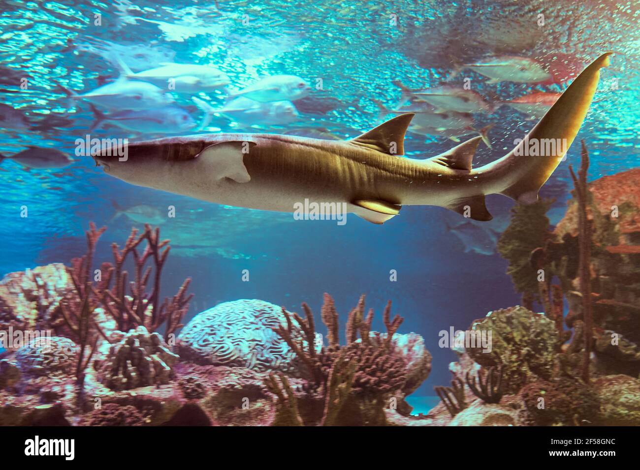 Scientific name for nurse shark is Ginglymostoma cirratum. Stock Photo