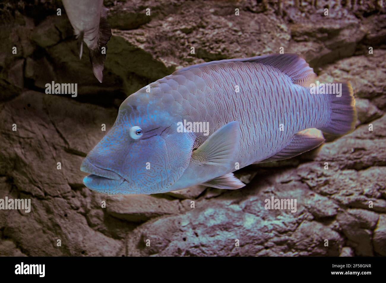 Fish named of Humphead Maori Wrasse or Cheilinus undulatus in aquarium fish tank. Stock Photo