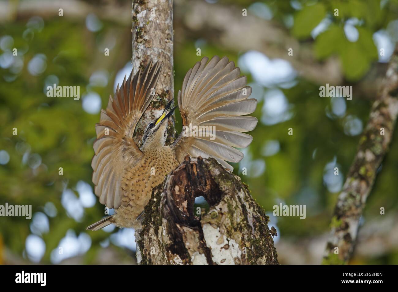Victoria's Riflebird - immature male displaying Ptiloris victoriae Atherton Tablelands Queensland, Australia BI029286 Stock Photo