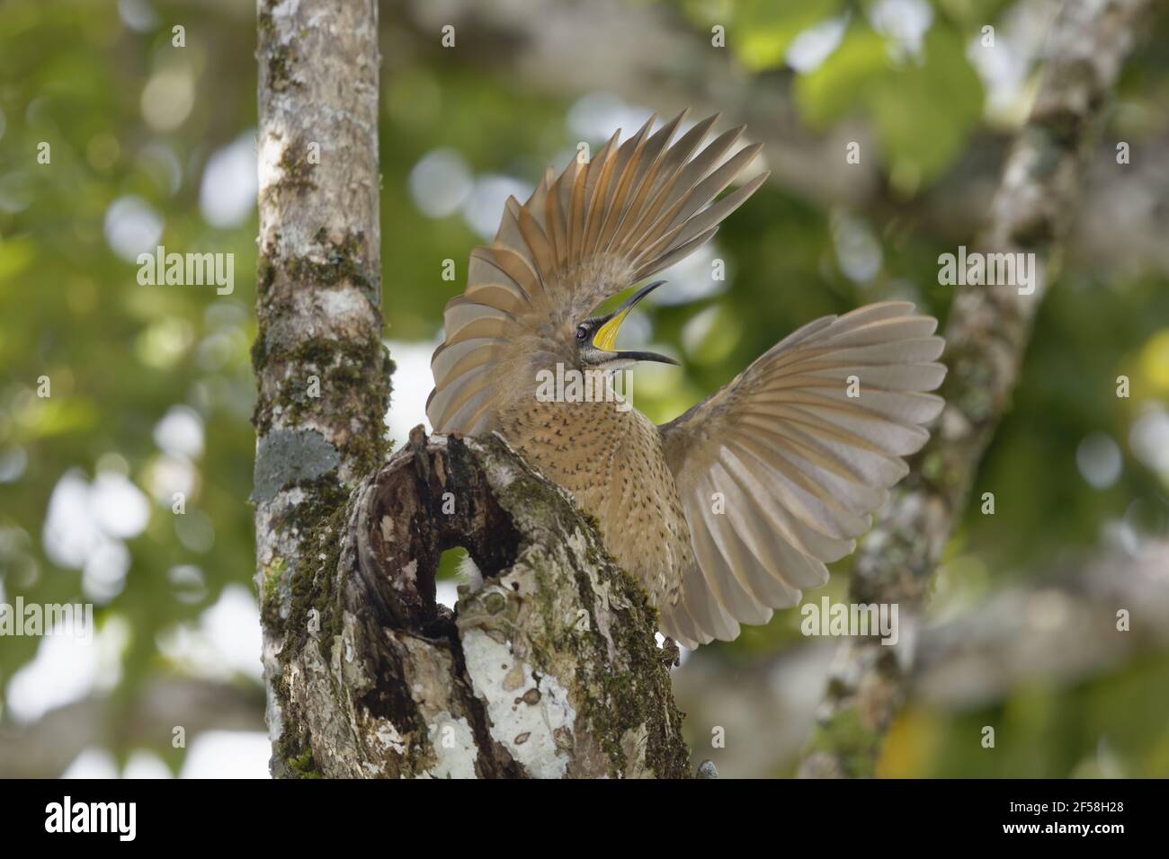 Victoria's Riflebird - immature male displaying Ptiloris victoriae Atherton Tablelands Queensland, Australia BI029287 Stock Photo