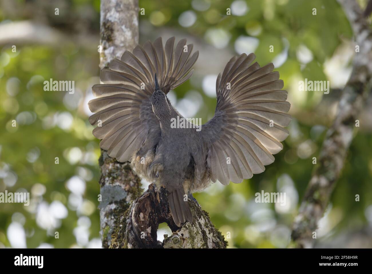 Victoria's Riflebird - immature male displaying Ptiloris victoriae Atherton Tablelands Queensland, Australia BI029310 Stock Photo