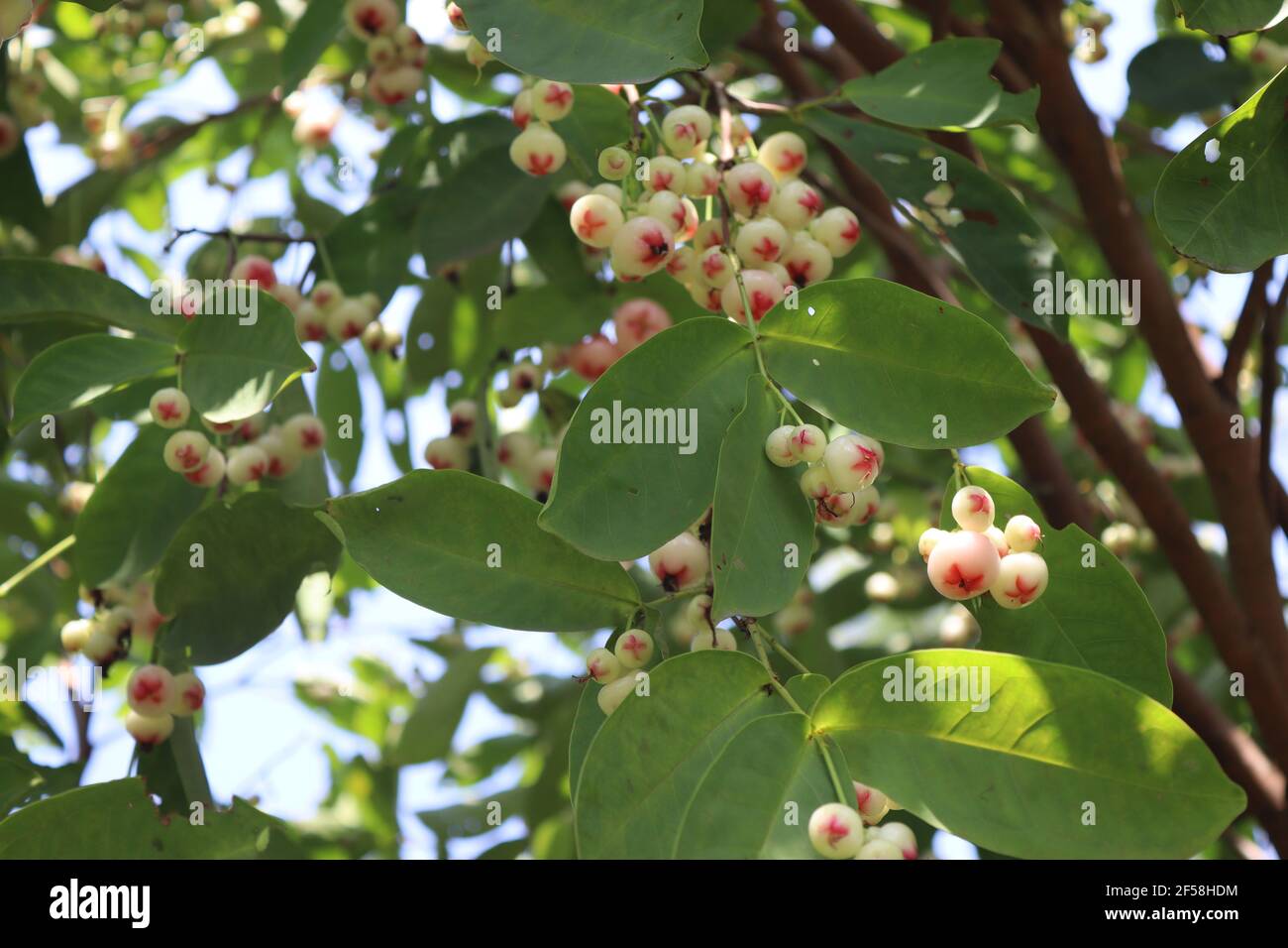 Jumbu fruit. Stock Photo