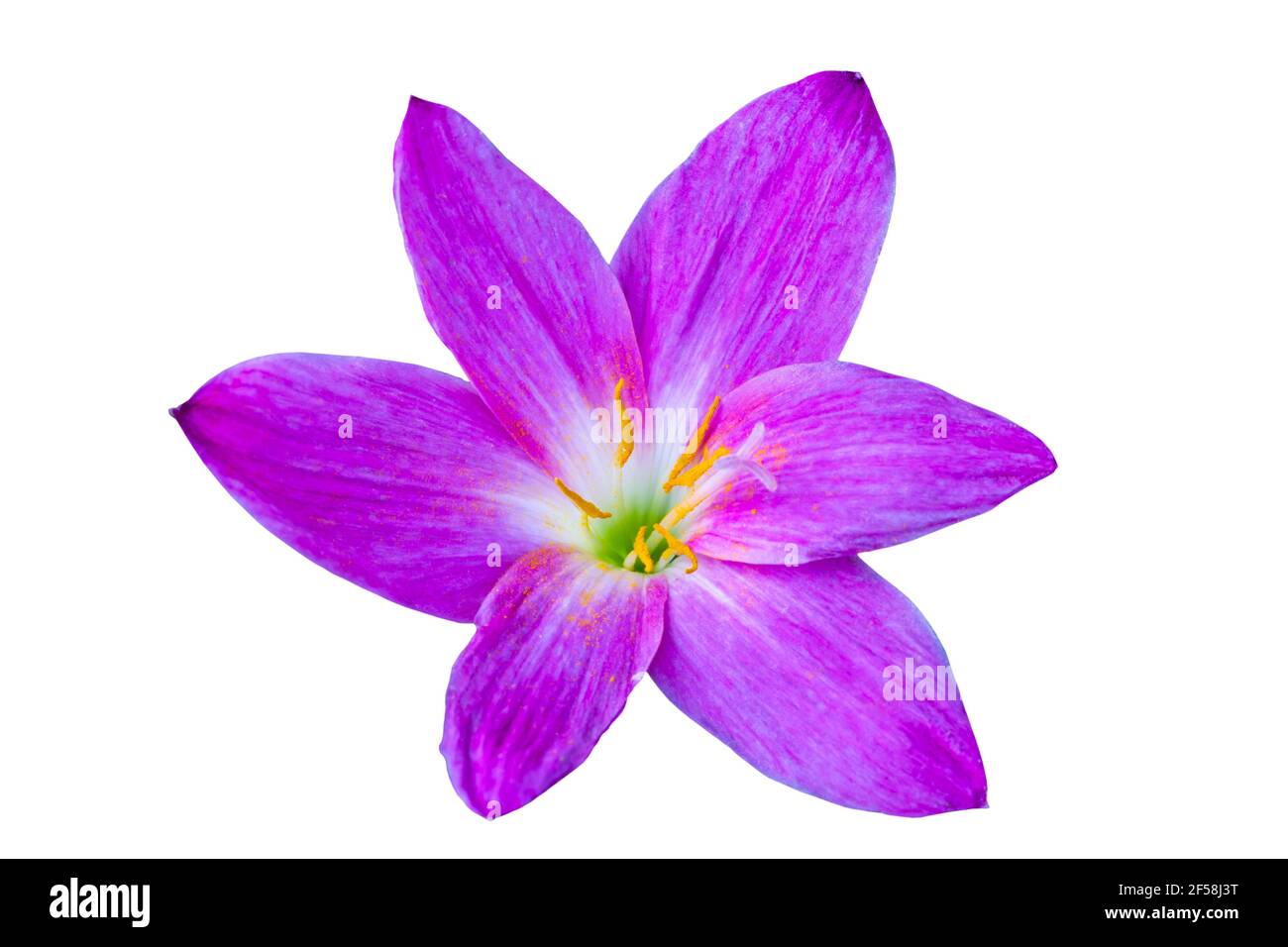Close up pink-purple Zephyranthes flower isolated white background.Saved with clipping path. Stock Photo