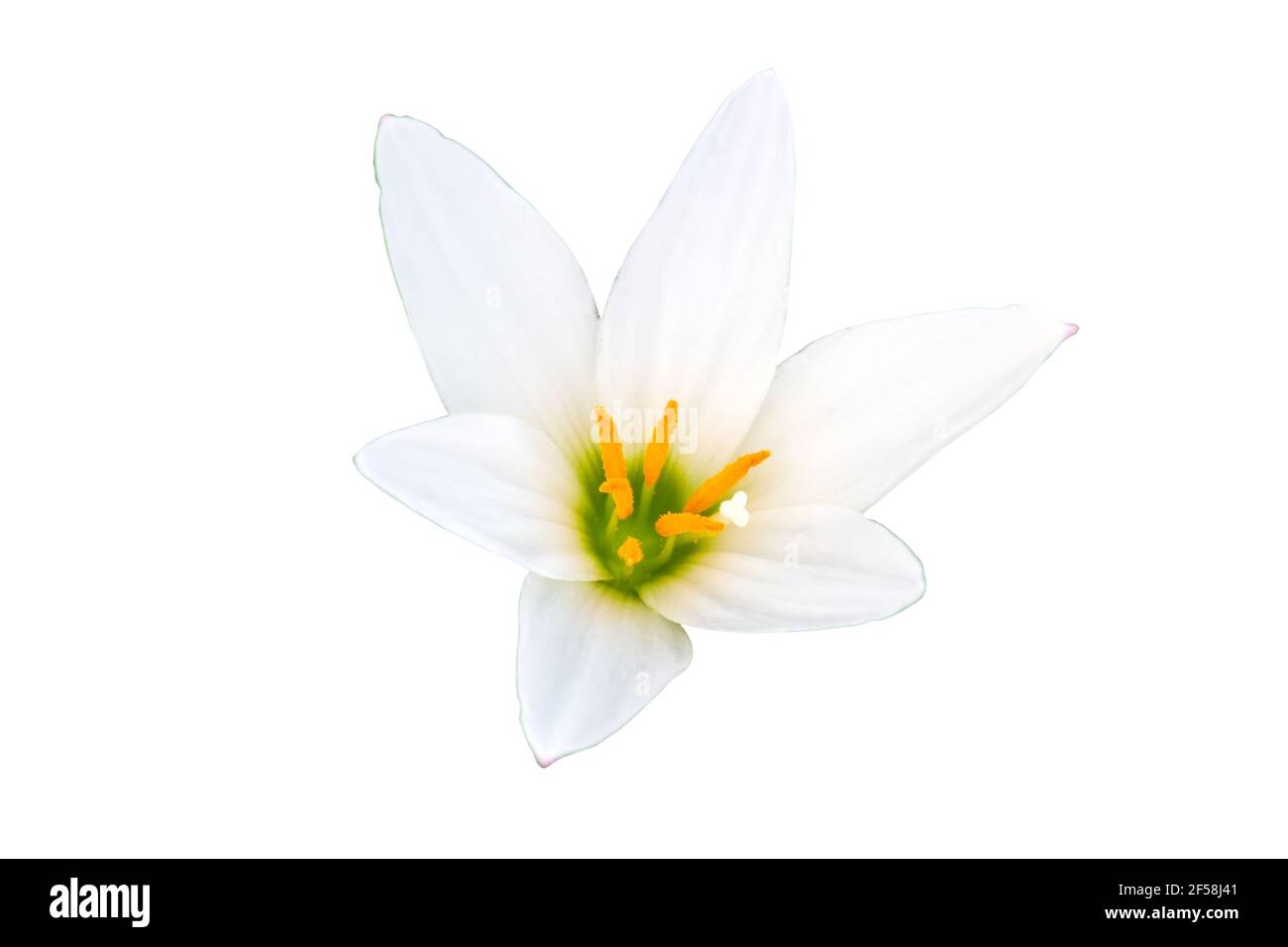 Close up white-purple Zephyranthes flower isolated white background.Saved with clipping path. Stock Photo