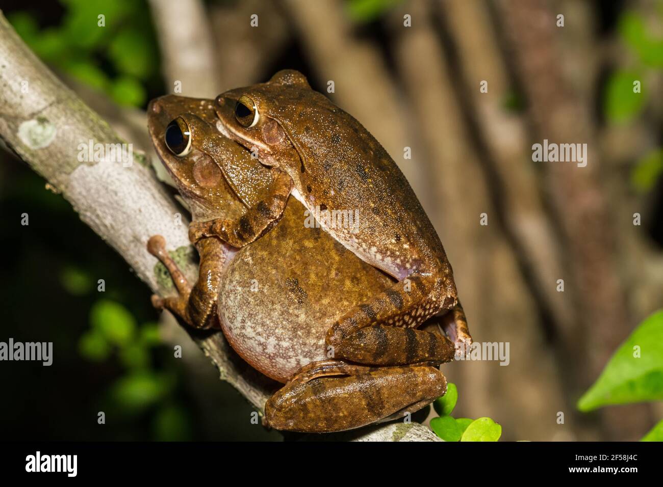 Close up golden tree frog  breeding on branch. Stock Photo