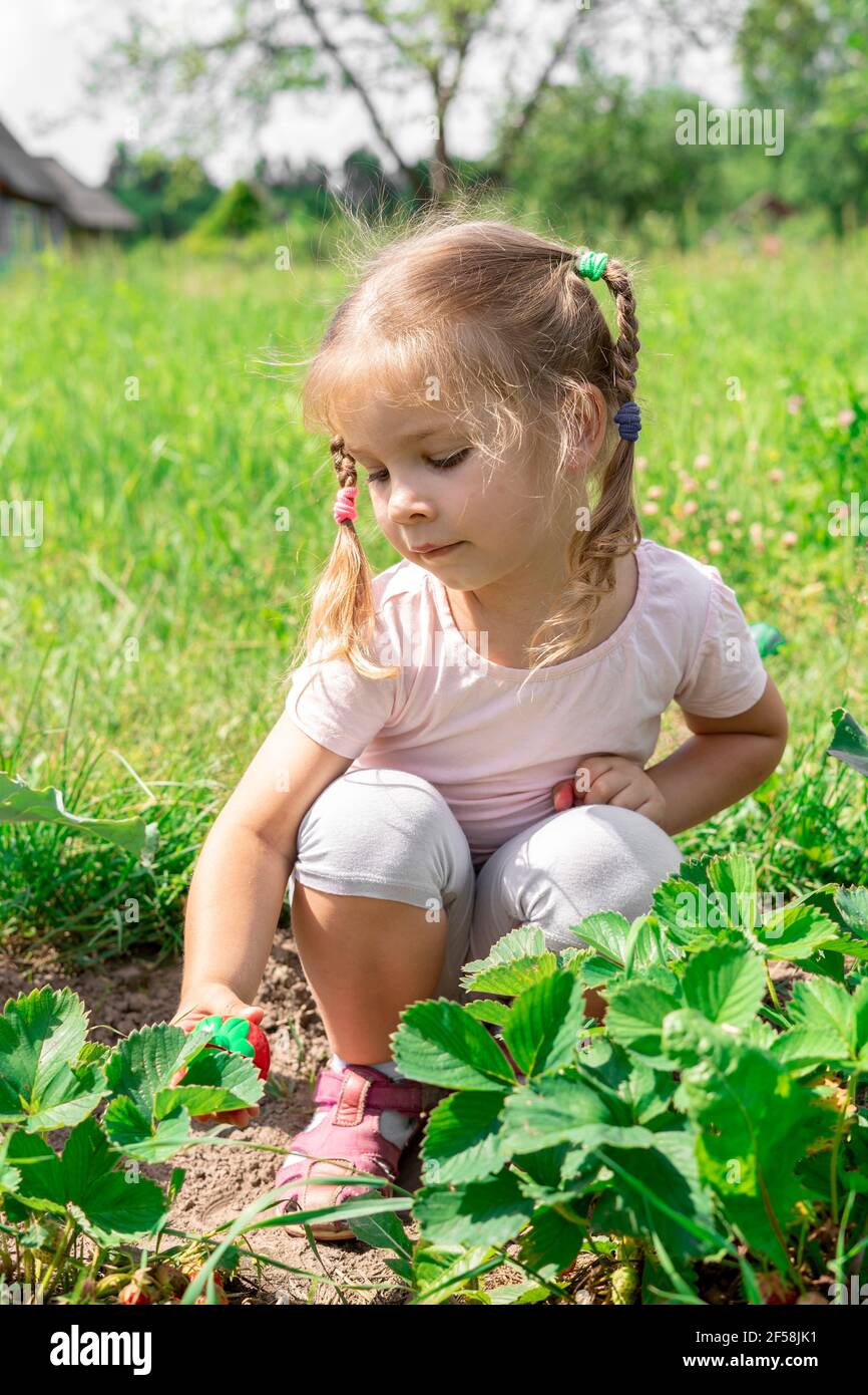 child girl picking strawberries in the village Stock Photo - Alamy