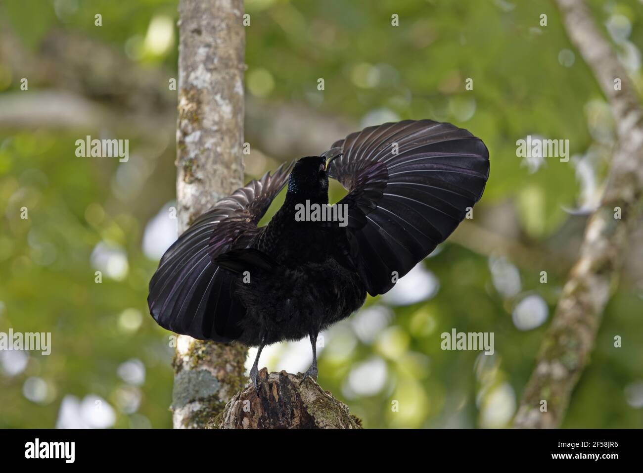 Victorias Riflebird - adult male display Ptiloris victoriae Atherton Tablelands Queensland, Australia BI029474 Stock Photo