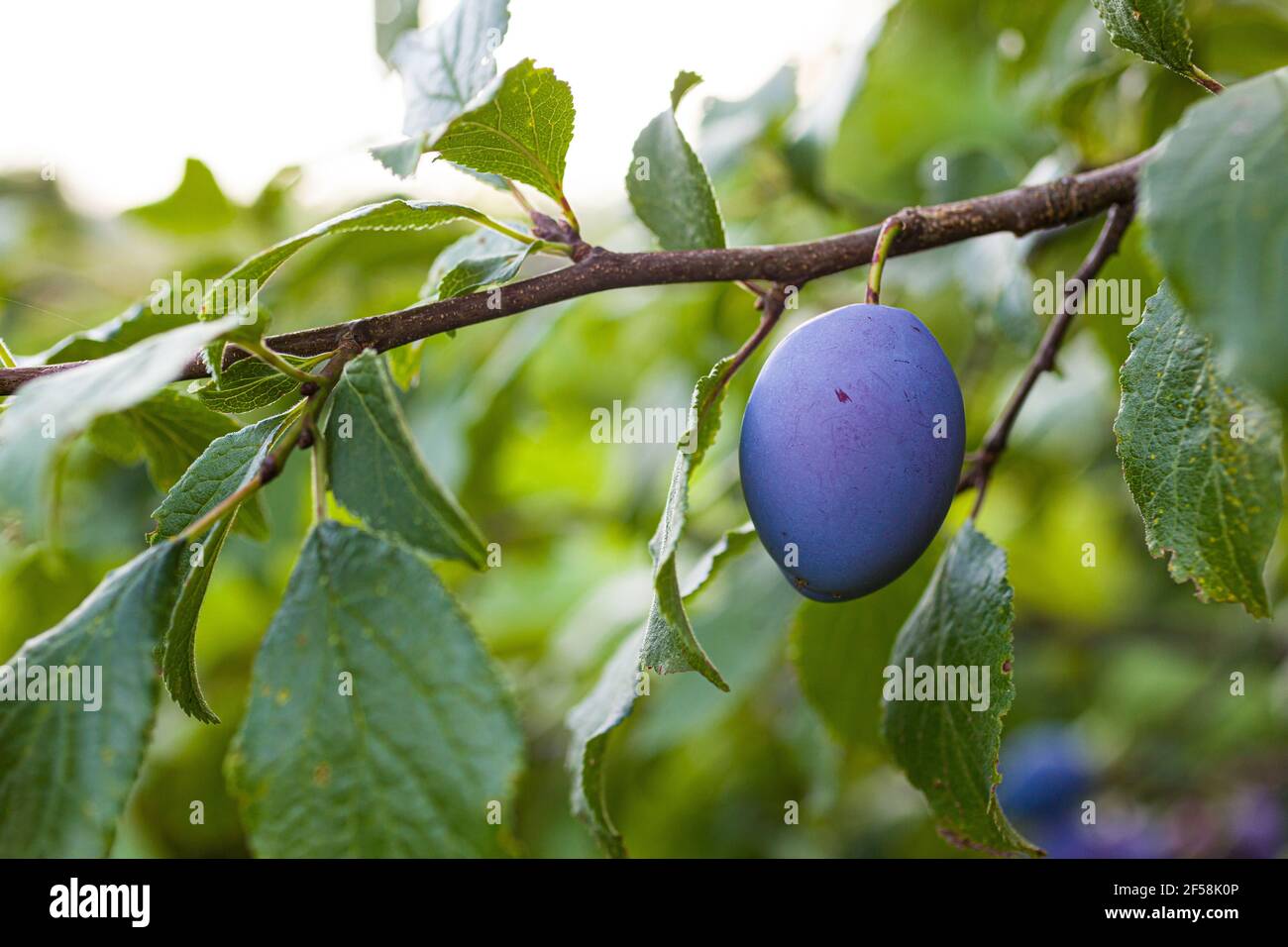 View of the Ripe plums on the tree in the orchard Stock Photo - Alamy