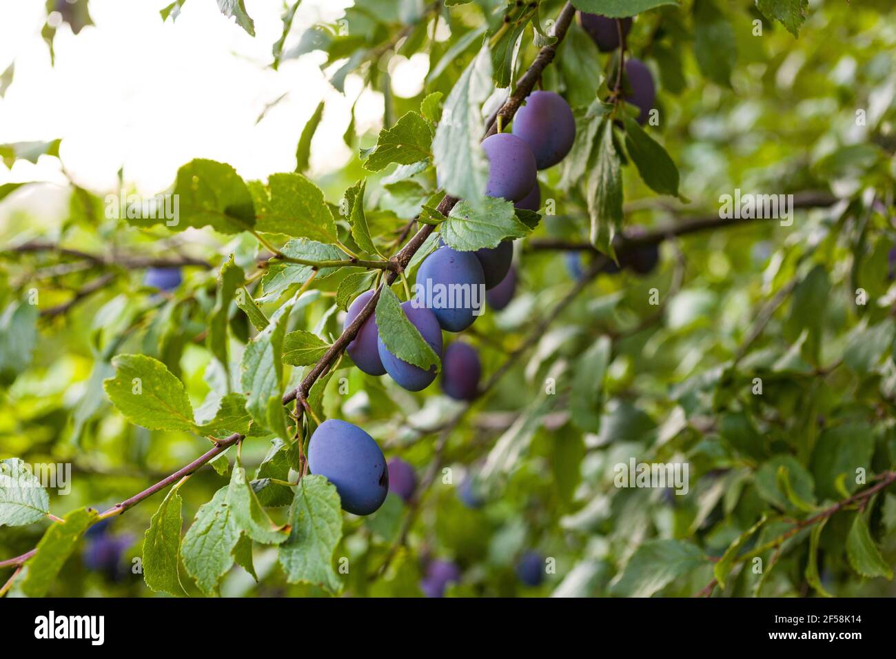 View of the Ripe plums on the tree in the orchard Stock Photo - Alamy