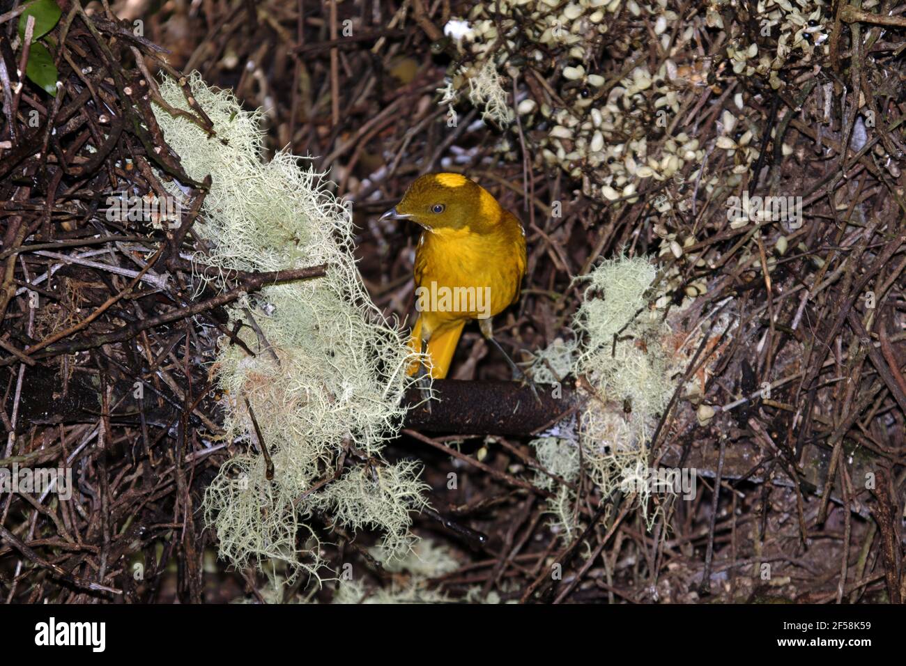 Golden Bowerbird - attending bower Prionodura newtoniana Atherton Tablelands Queensland, Australia BI029496 Stock Photo
