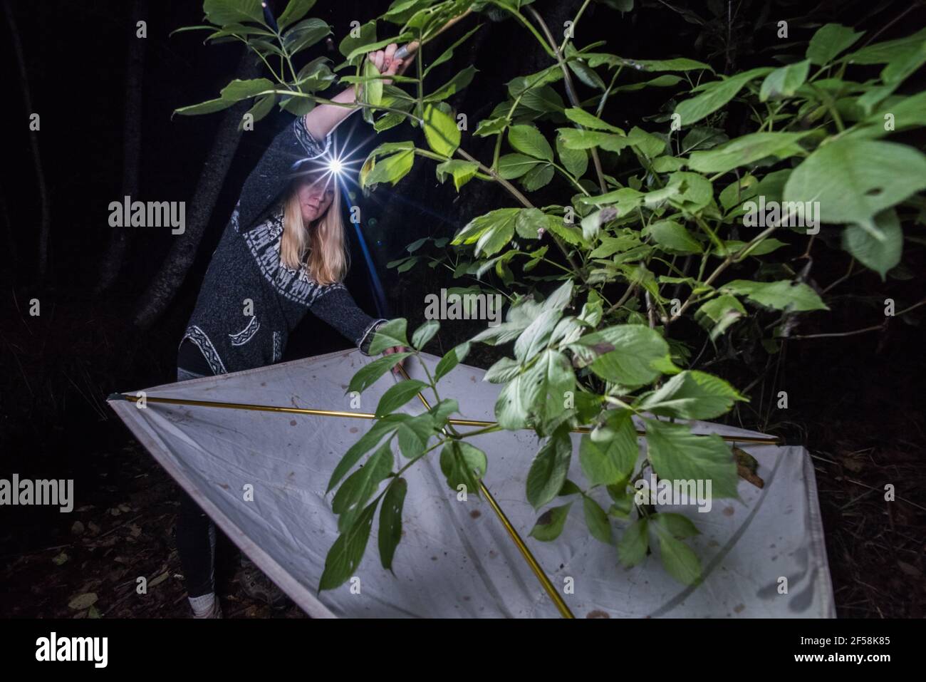 Female field entomologist shaking vegetation to drop insects and other invertebrates into the beating tray below, a common method of insect sampling. Stock Photo