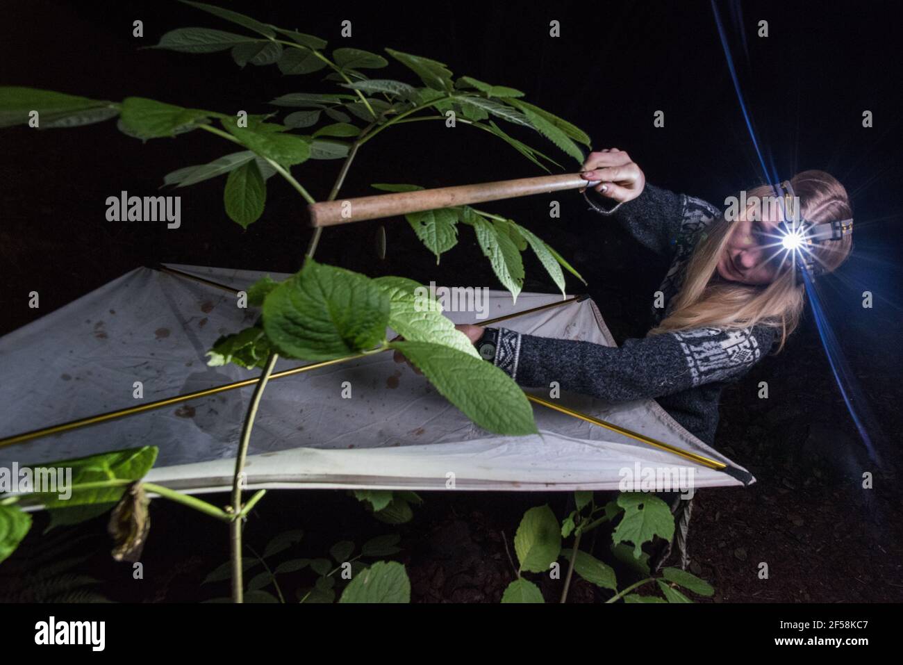 A female field scientist shaking vegetation to drop insects and other invertebrates into the beating tray below, a common method of insect sampling. Stock Photo