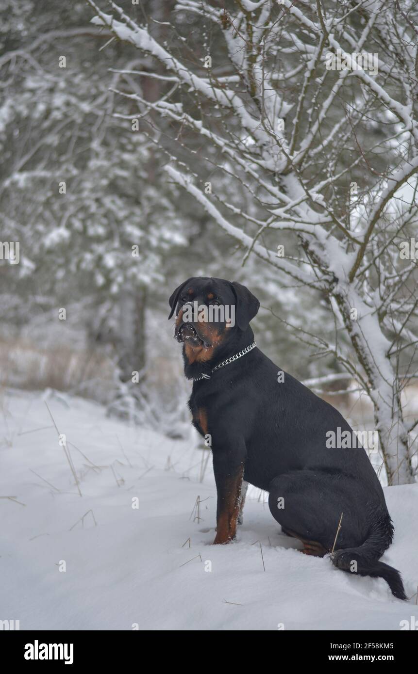 Portrait of a male Rottweiler sitting on the snow in the winter forest ...