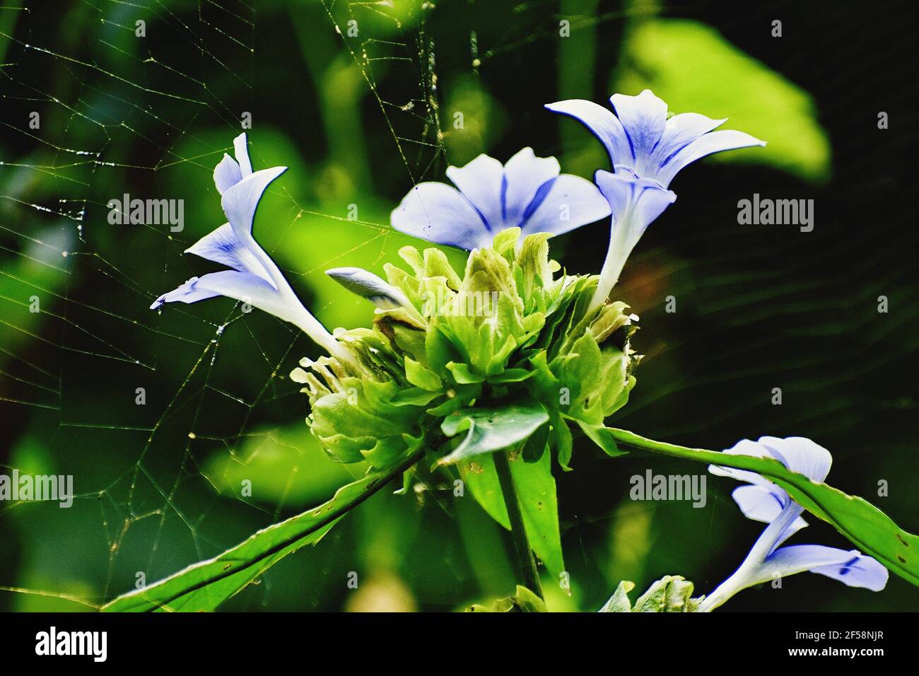 Closeup of blue Barleria strigosa with spider web Stock Photo
