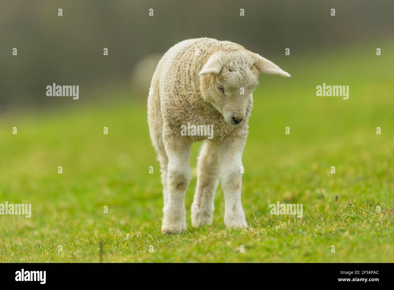 Lamb in Springtime.  An inquisitive young lamb stood up and looking  down at  a buzzing insect.  Facing forward. Close up.  Clean background. Space fo Stock Photo