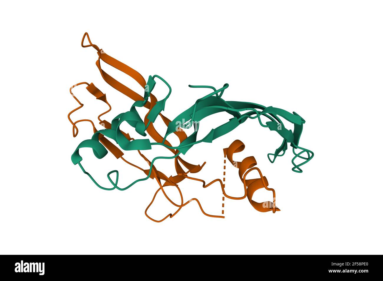 Structure of human Activin A homodimer, 3D cartoon model, white background Stock Photo